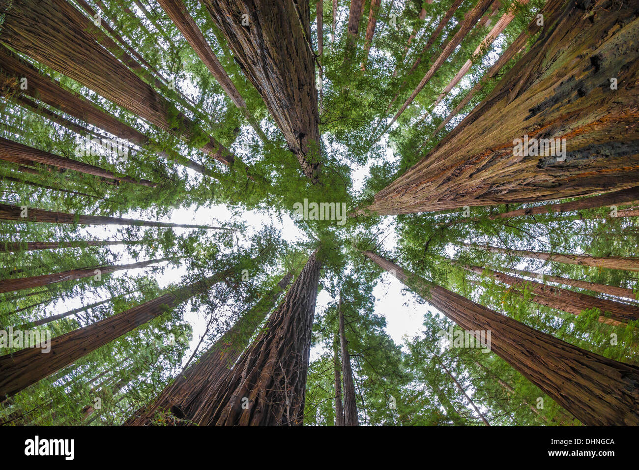 Coast Redwood, Sequoia sempervirens, forest in Humboldt Redwoods State Park near Dyerville, California, USA Stock Photo