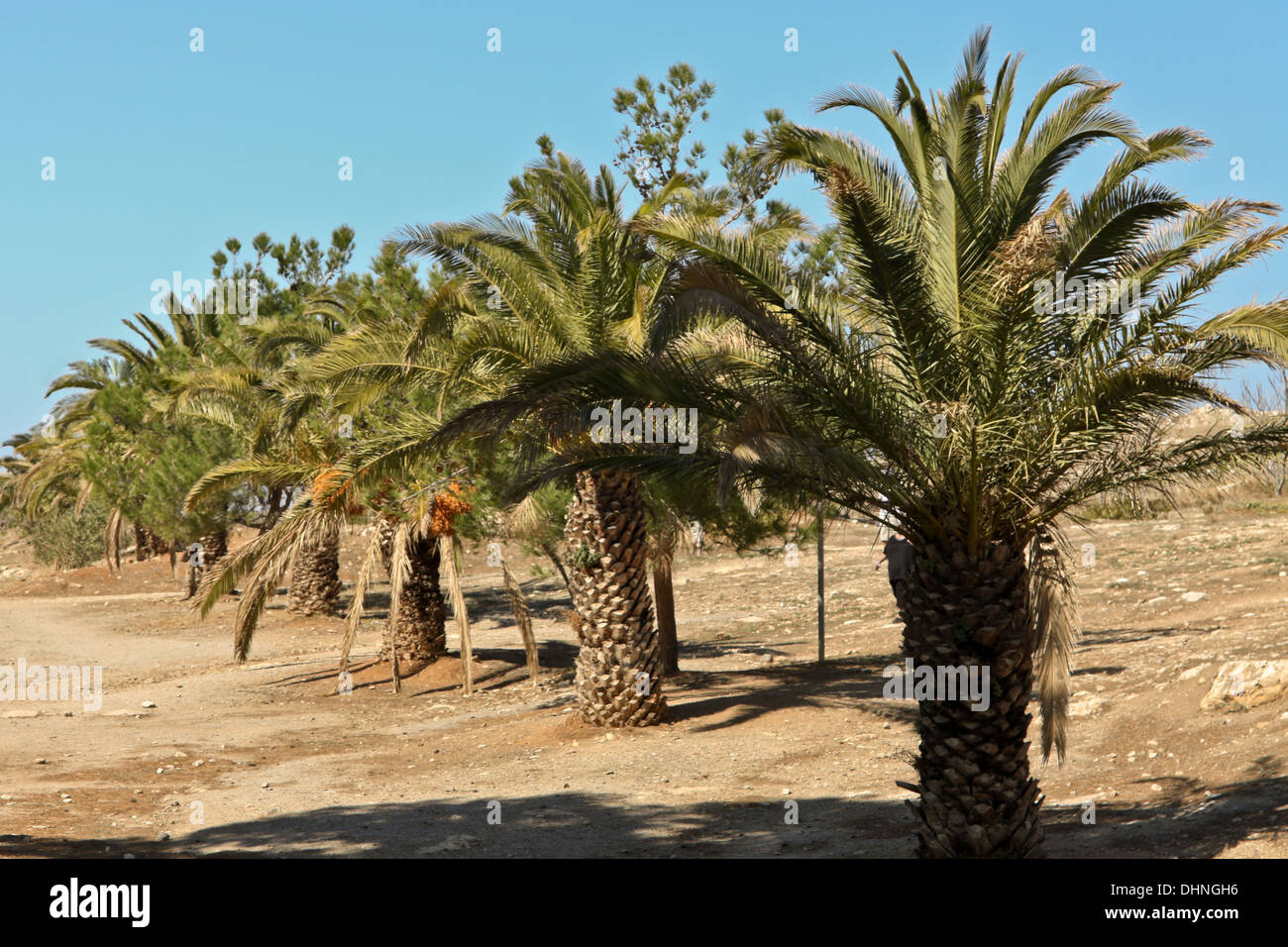 Phoenix dactylifera, Date palms within the Venetian Fortress, Palekastro, Rethymno region, on the island of Crete, Greece. Stock Photo