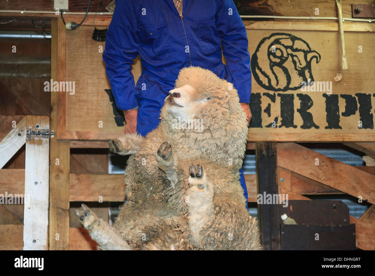 Traditional sheep shearing demonstration with clippers at Walter Peak