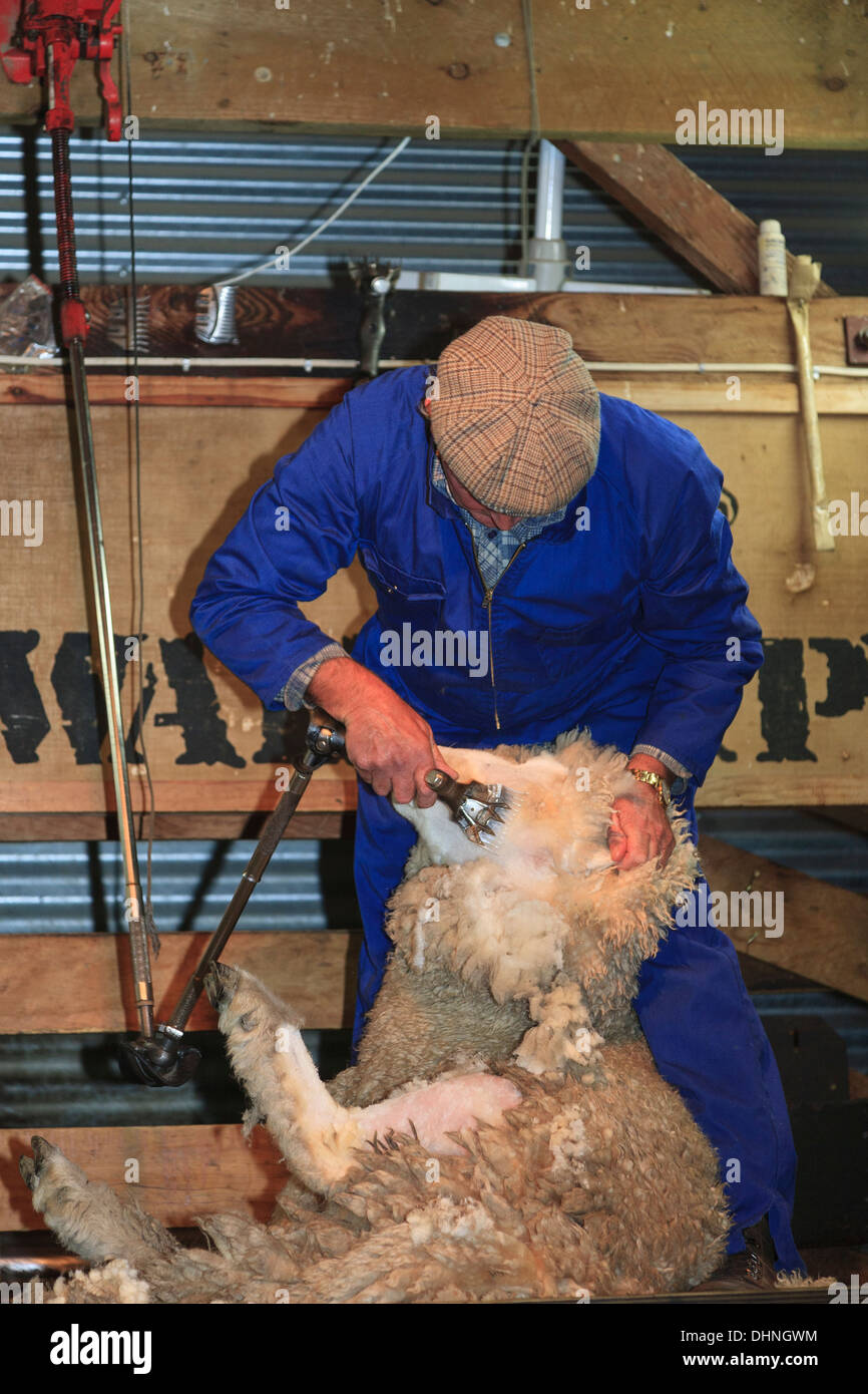 Traditional sheep shearing demonstration with clippers at Walter Peak