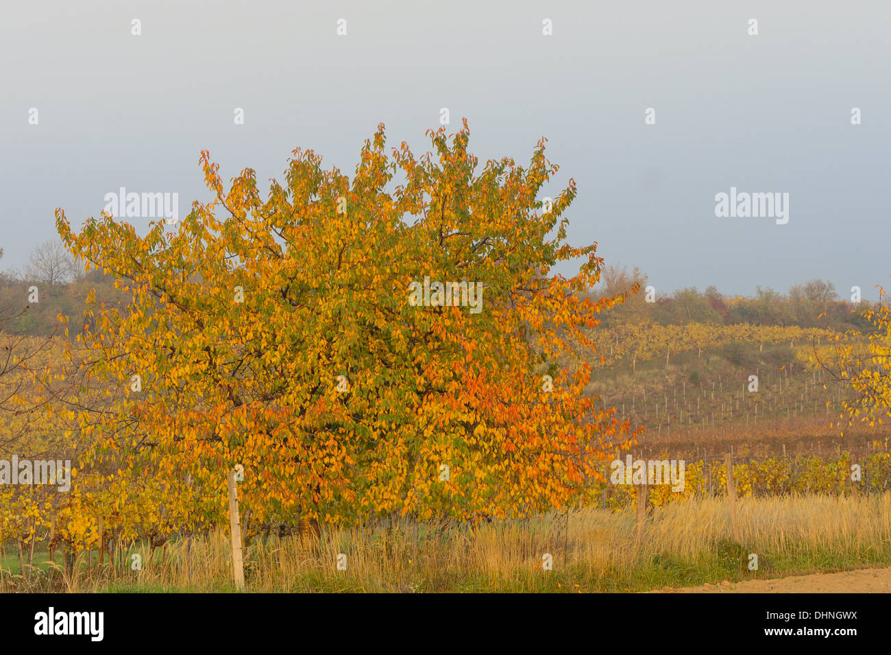 autumn in vine yard, Austria, Burgenland, Northern Burgenland Stock Photo