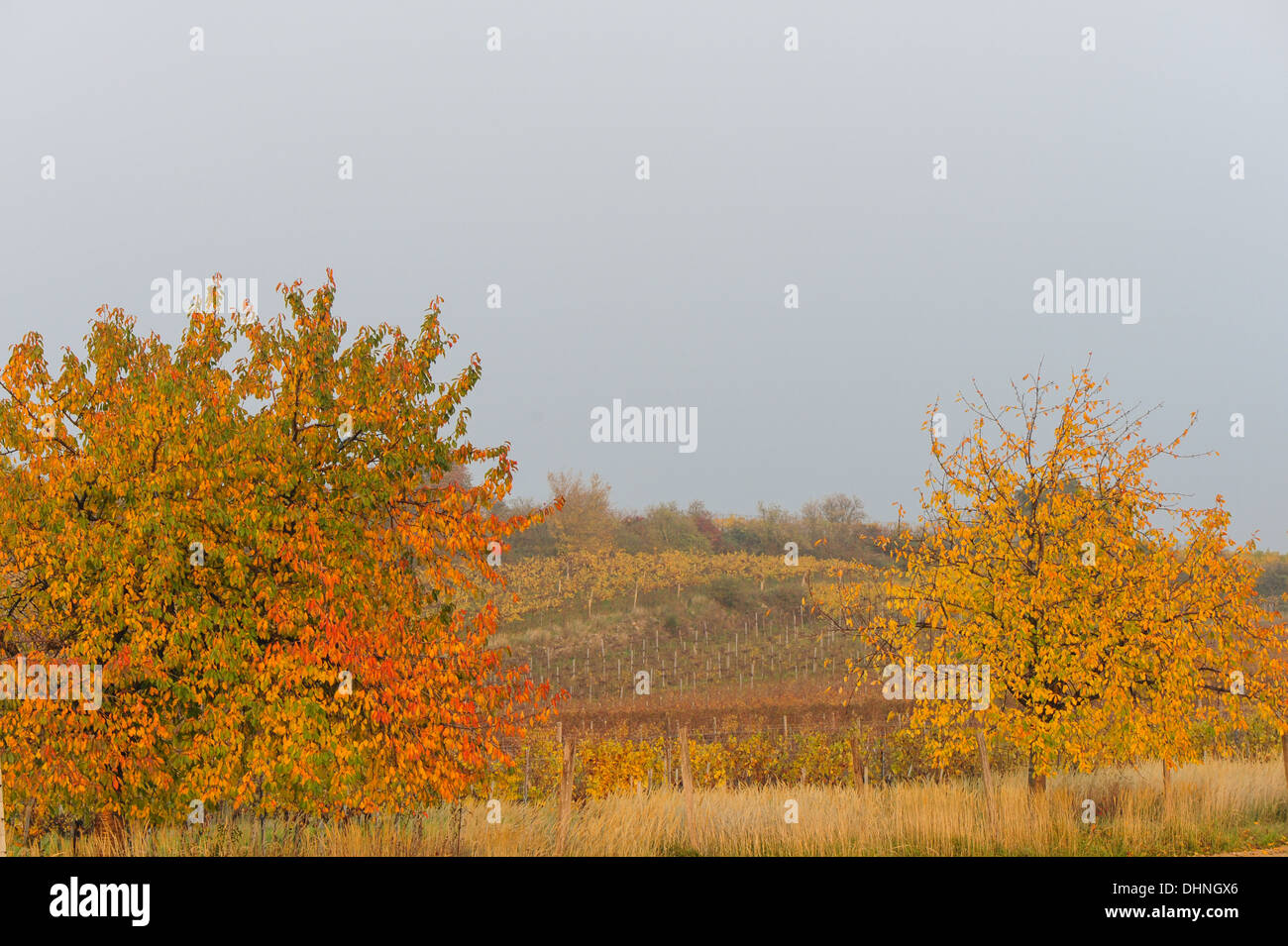 autumn in vine yard, Austria, Burgenland, Northern Burgenland Stock Photo