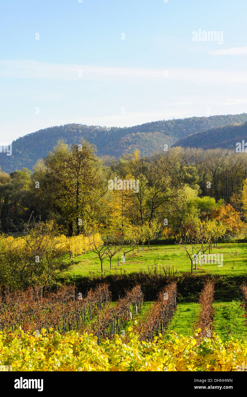 Austrian World Heritage Wachau in autumn, Austria, Lower Austria, Wachau, Weissenkirchen Stock Photo