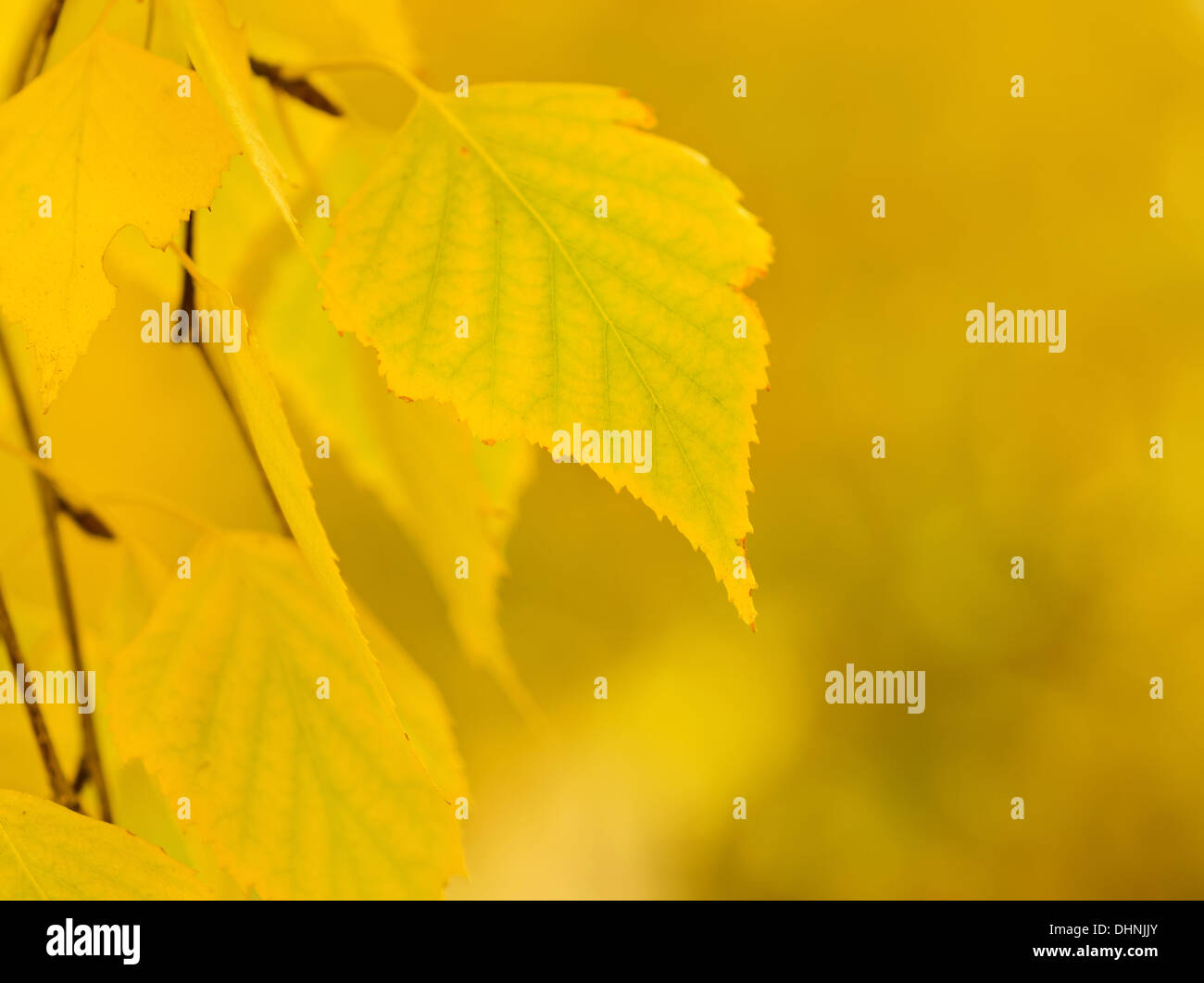 Autumn tree branch Stock Photo - Alamy