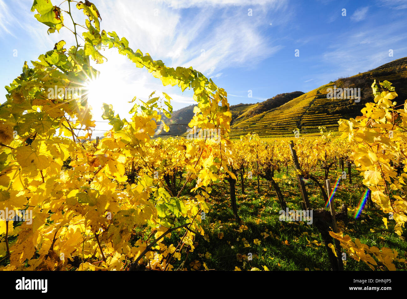 Austrian World Heritage Wachau in autumn, Austria, Lower Austria, Wachau, Weissenkirchen Stock Photo