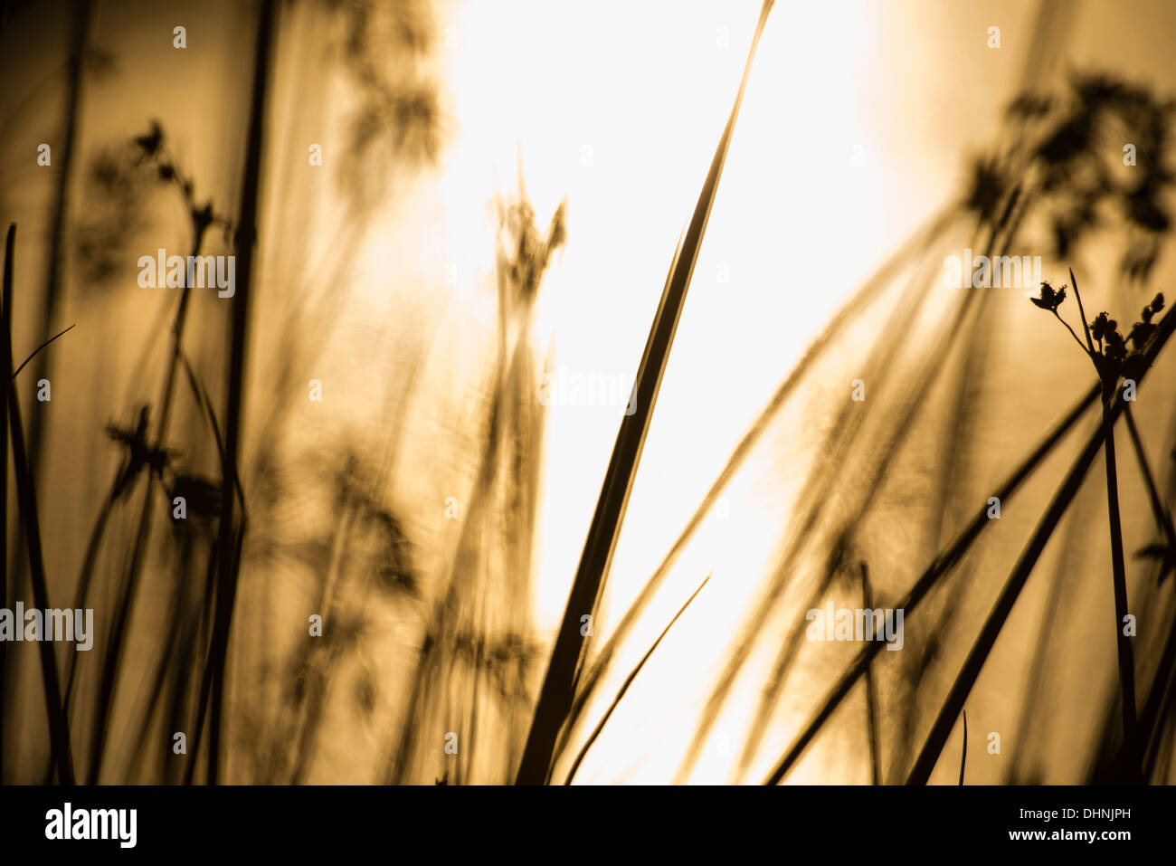 Lakeside rush hi-res stock photography and images - Alamy