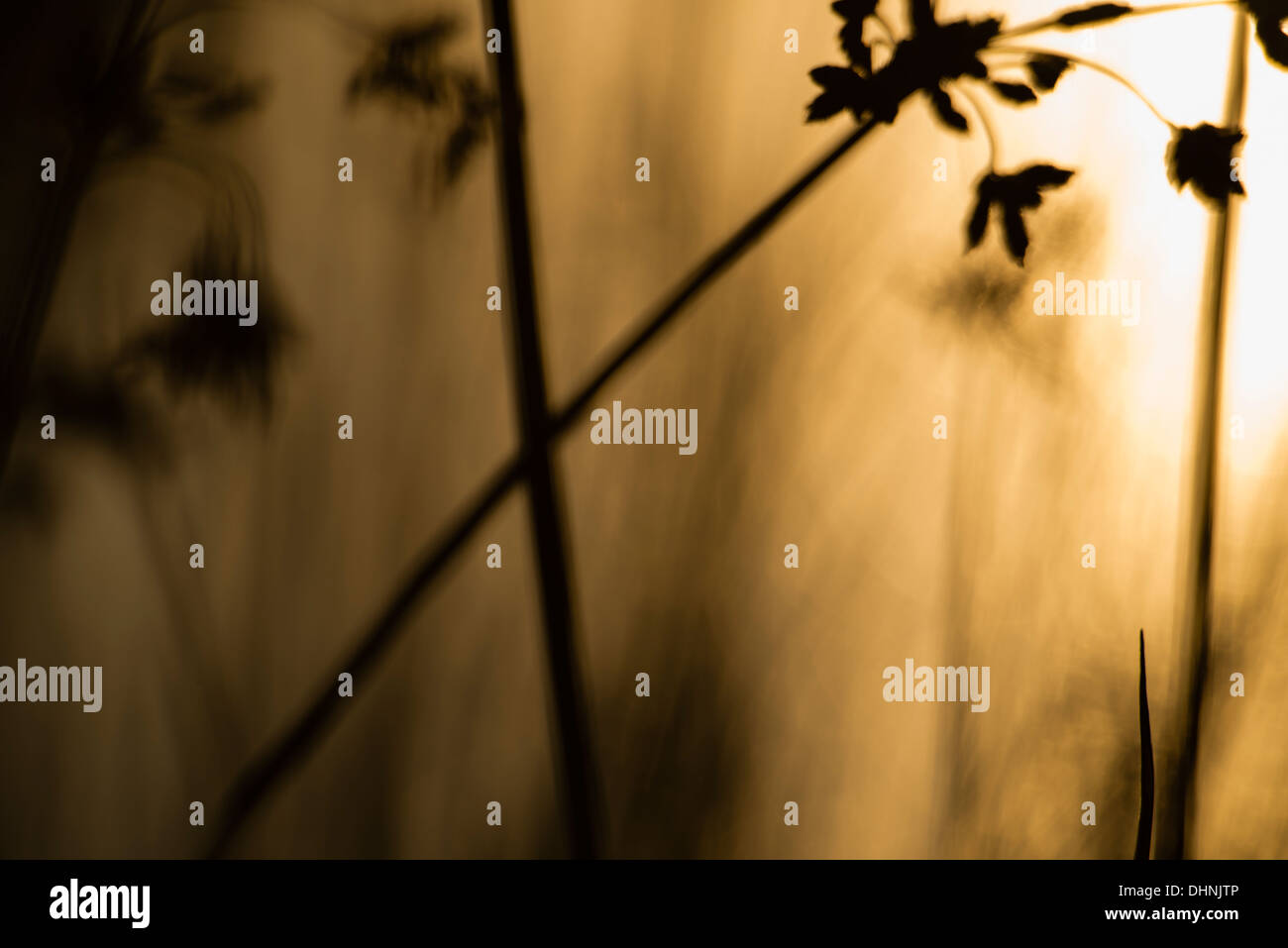 Lakeside golden reeds hi-res stock photography and images - Alamy