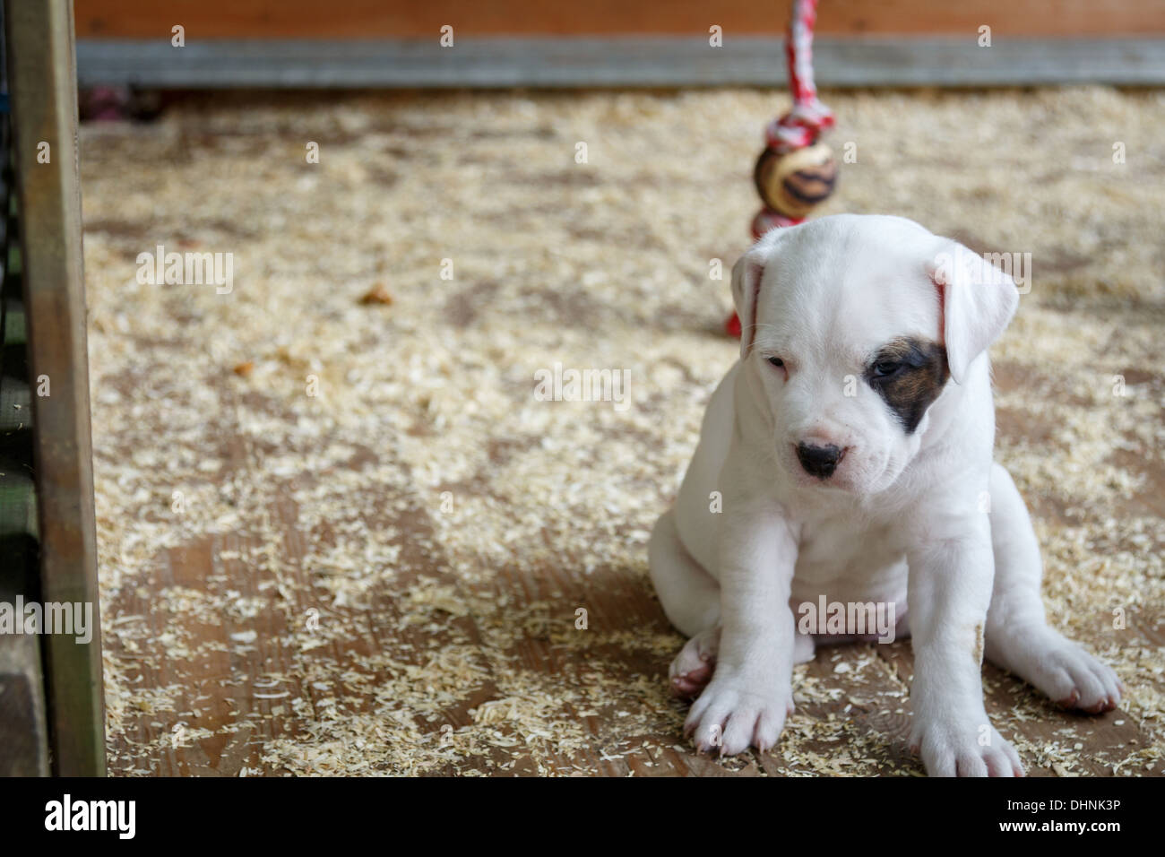 Lonely puppy Stock Photo - Alamy