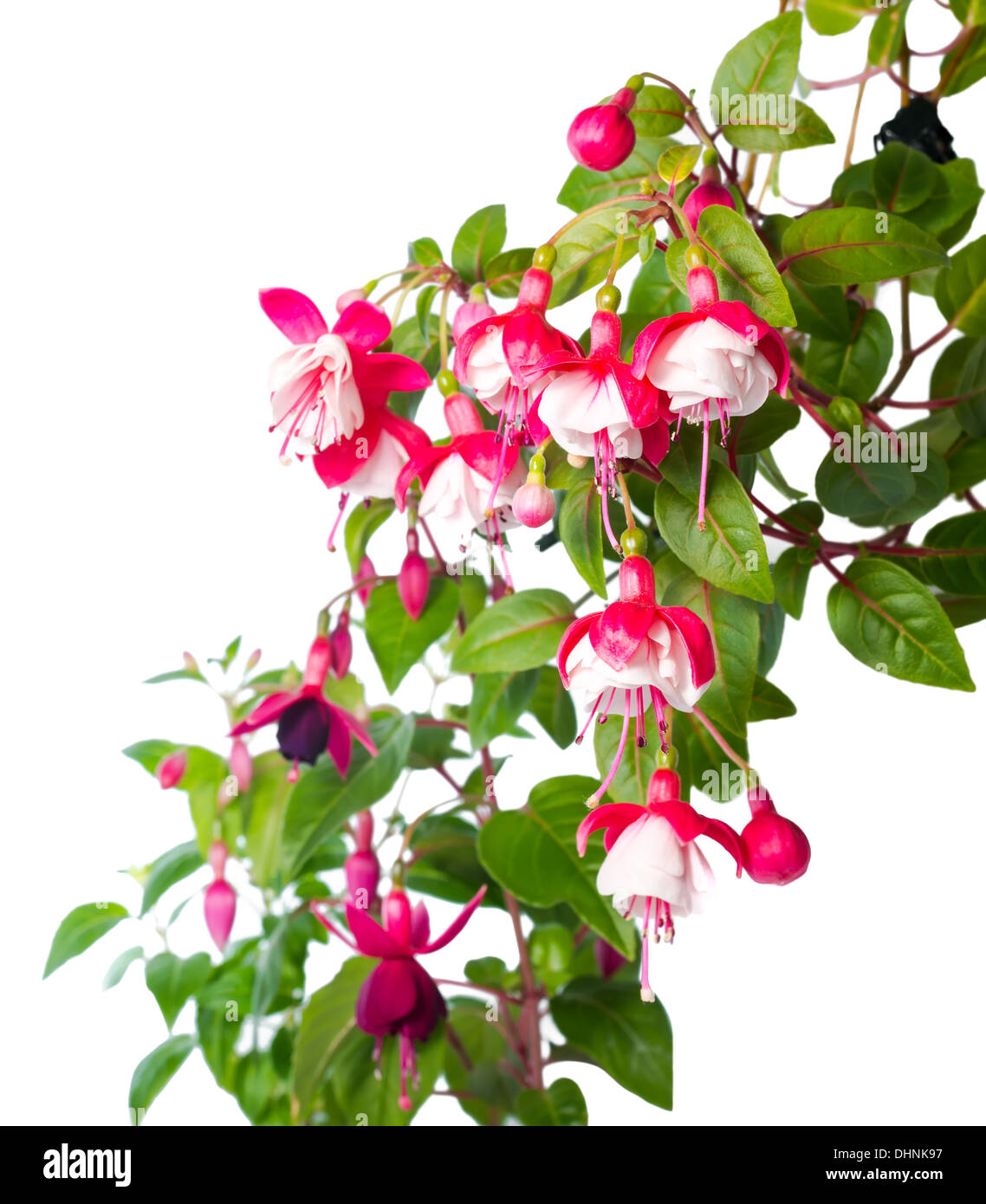blossoming red and white of a fuchsia is isolated, Alwin Stock Photo