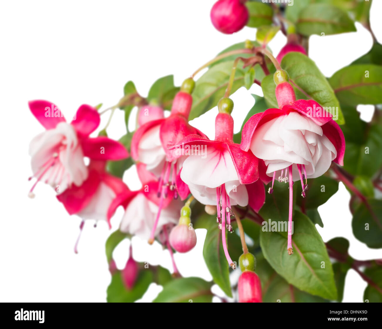 blossoming branch of a fuchsia is isolated, Alwin Stock Photo