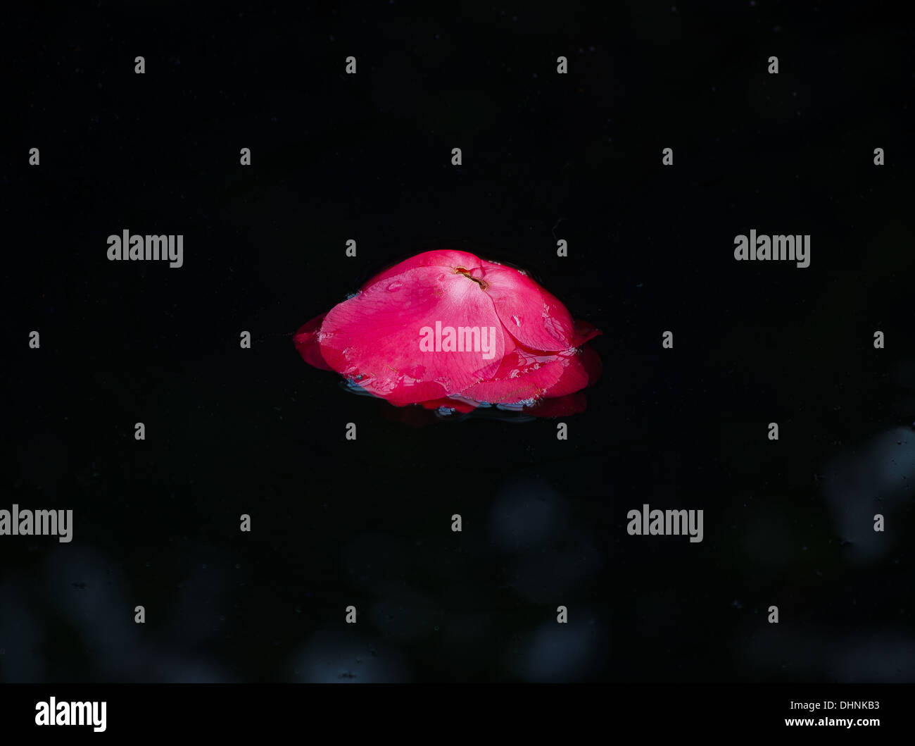 rose blossom floating in dark water Stock Photo - Alamy
