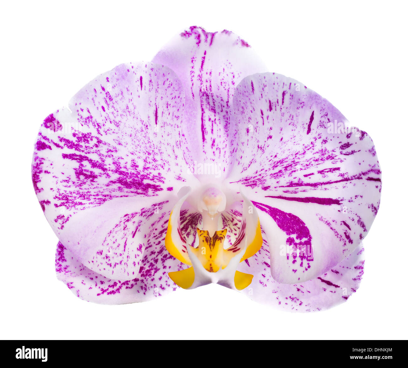 motley orchid, isolated on a white background Stock Photo