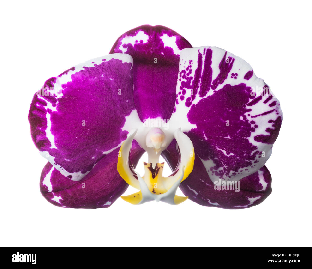 unusual dark orchid isolated on the white, closeup Stock Photo