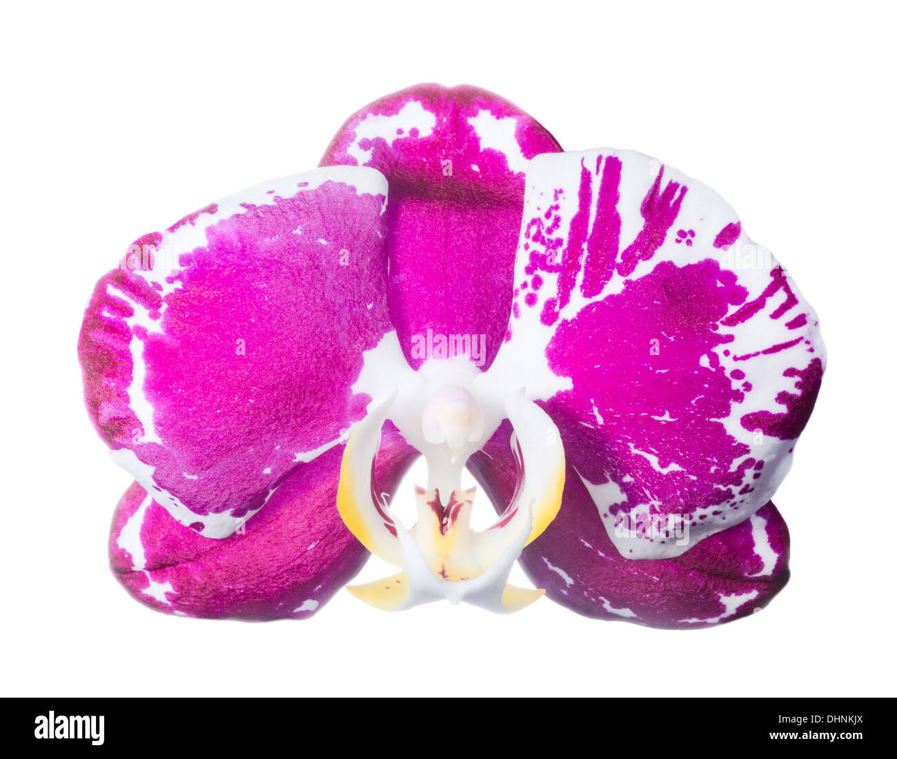orchid isolated on a white background Stock Photo