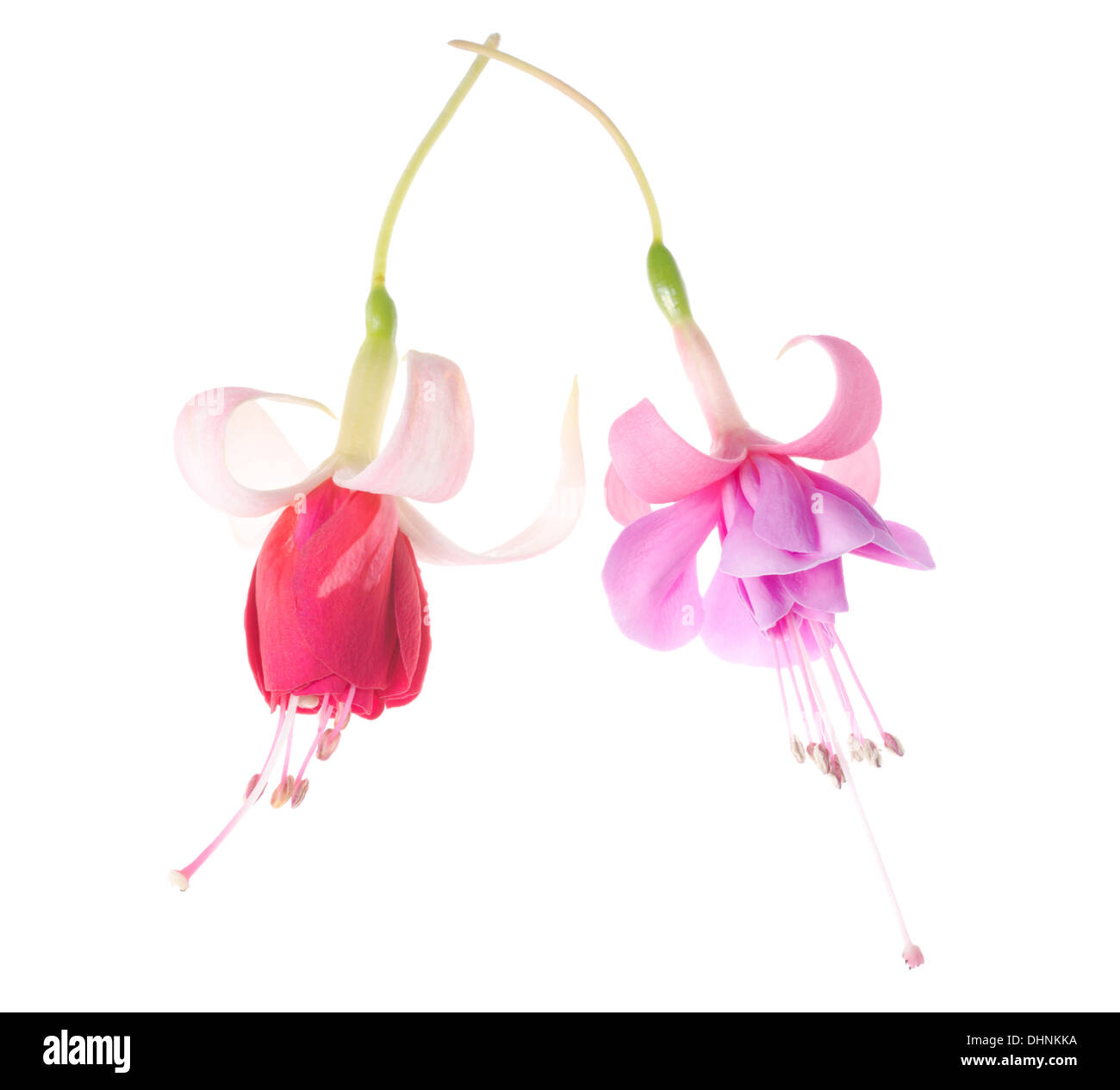 flowers of a fuchsia of different grades the crossed, isolated on white ...