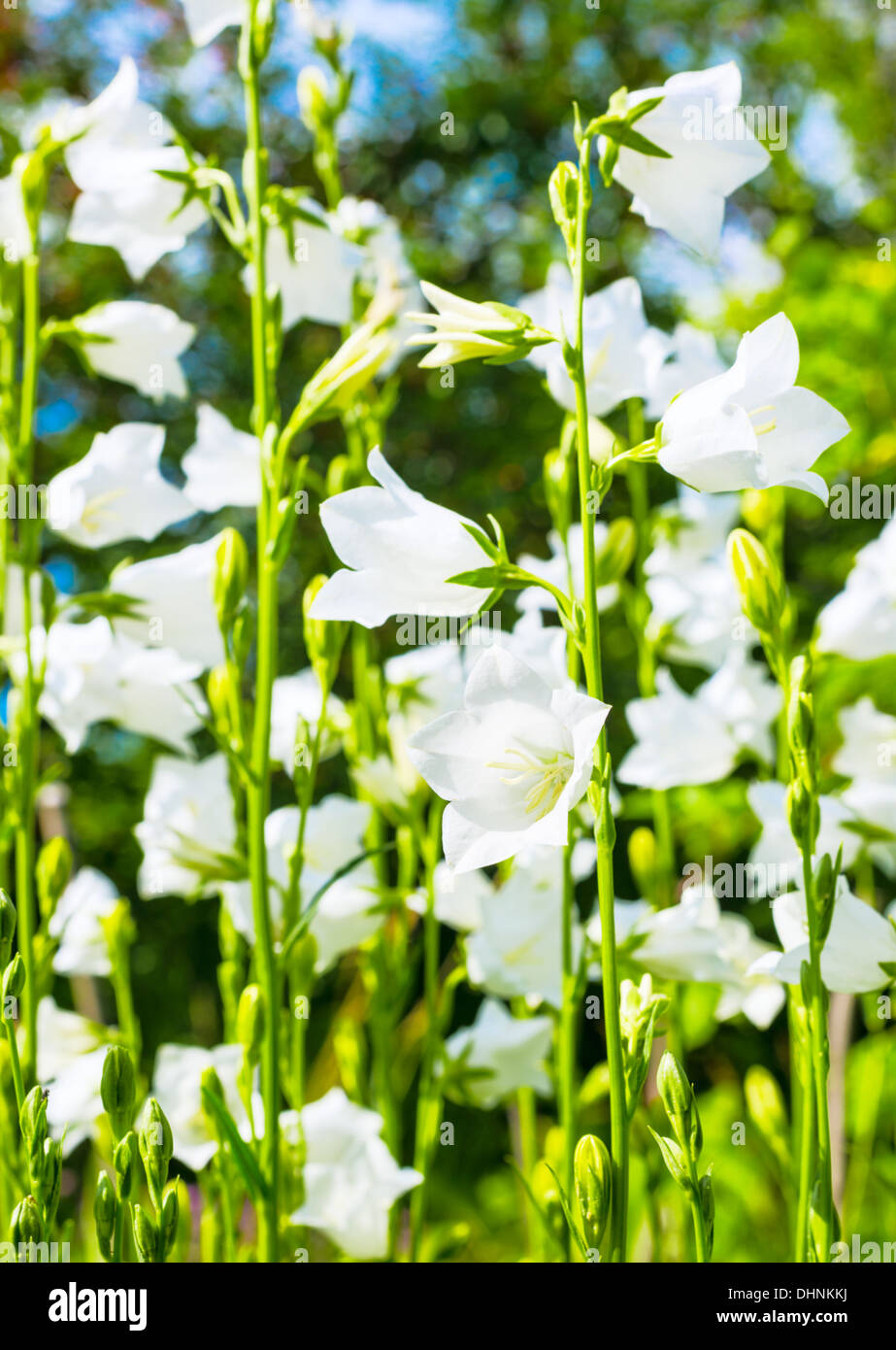 glade with white bell flower, background Stock Photo