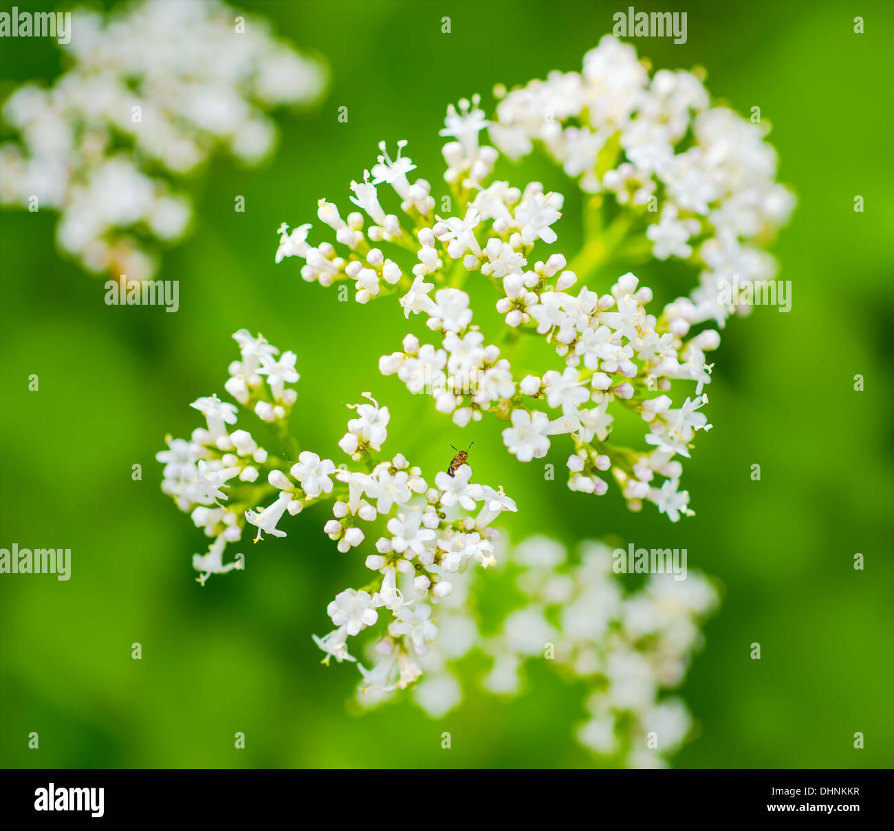valerian flower with an insect, green background Stock Photo
