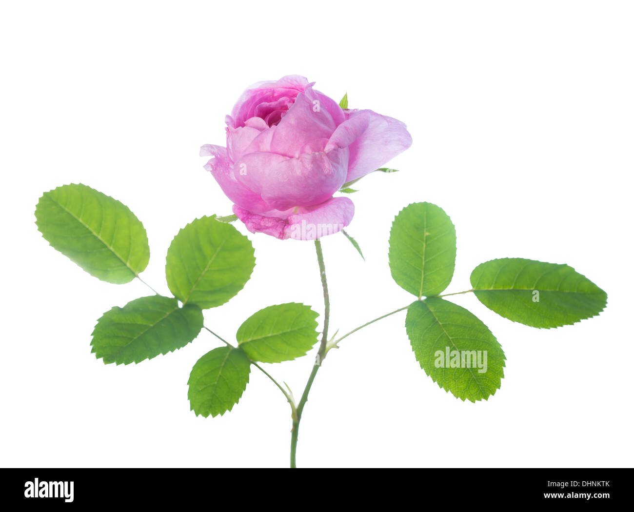 pink rose isolated on white background, closeup Stock Photo - Alamy
