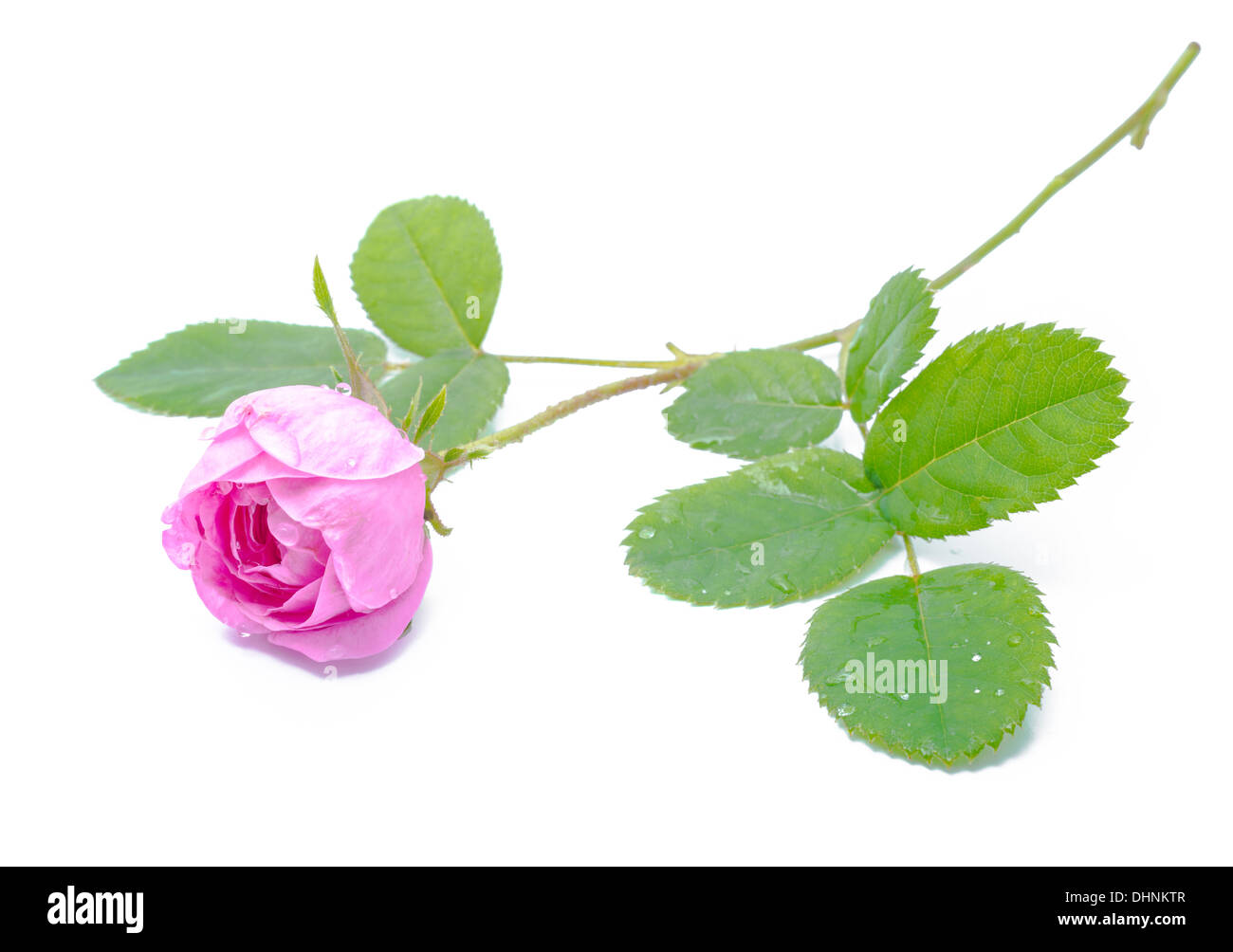 Old english rose Cut Out Stock Images & Pictures Alamy
