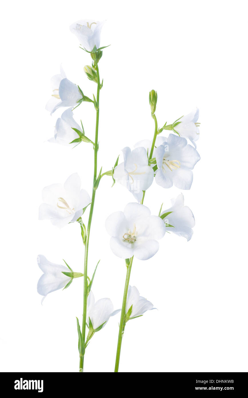 white bell flower isolated on a white background Stock Photo