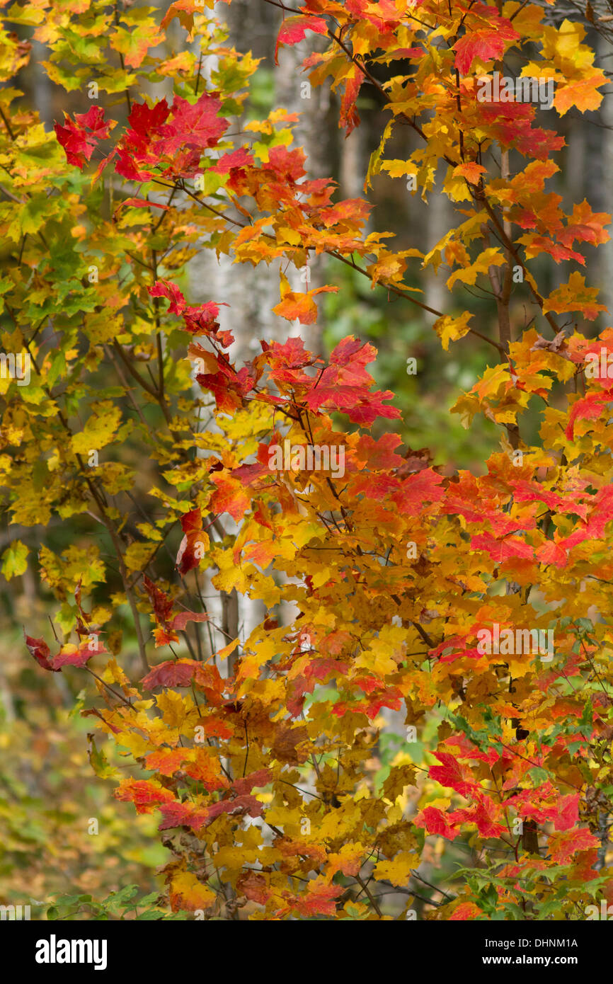 Sugar maple tree branches hires stock photography and images Alamy