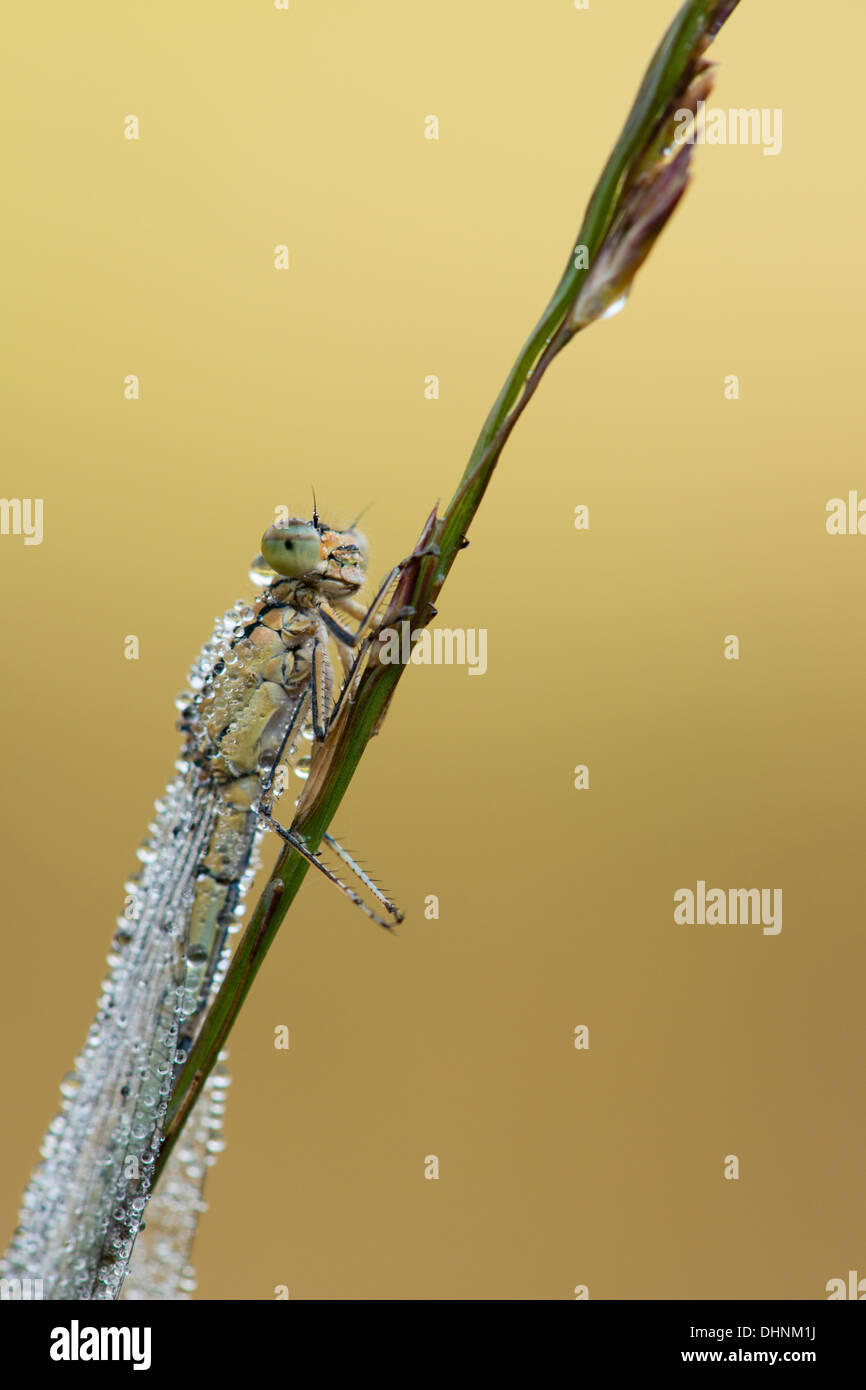 Comic pose immature Common Blue damselfly resting on grass stems early morning on the Somerset Levels Stock Photo