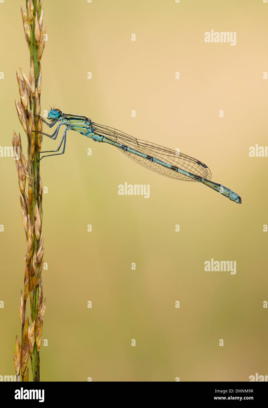 Immature Common Blue damselfly resting on grass stems early morning on the Somerset Levels Stock Photo