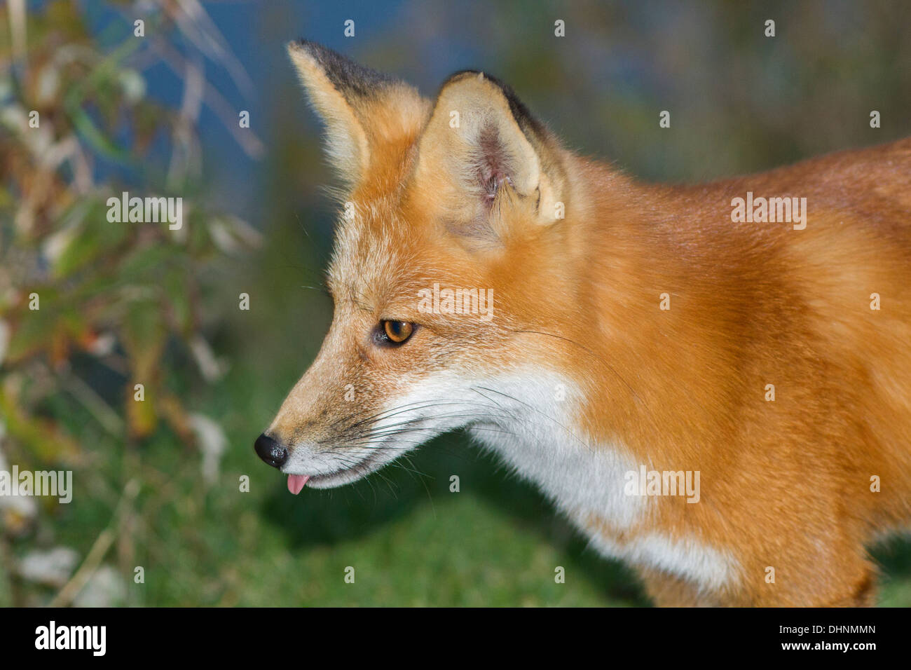 A wild red fox hunting mice in the night Stock Photo Alamy