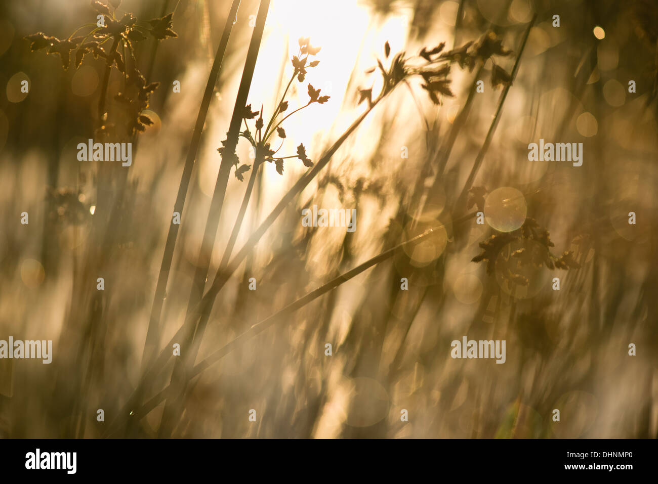 Golden glow of a sunset in water through lakeside reeds Stock Photo - Alamy