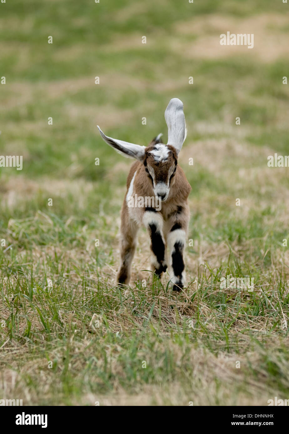 A baby goat with huge ears runs toward the camera. Stock Photo