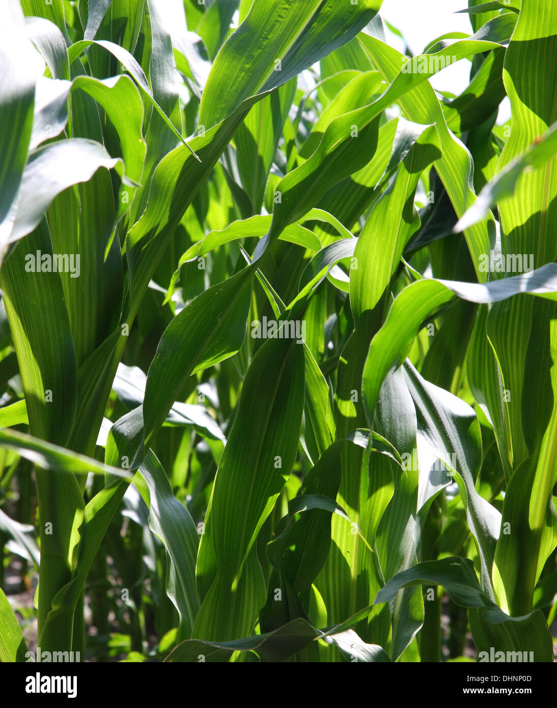 Leaves of corn hires stock photography and images Alamy