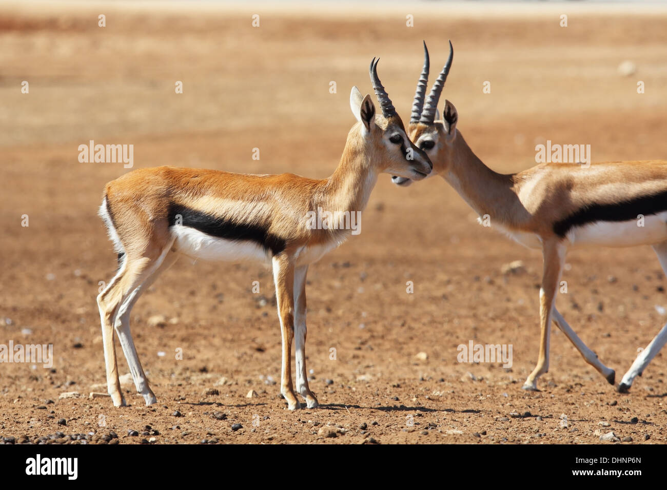 Two graceful gazelle Thomson Stock Photo