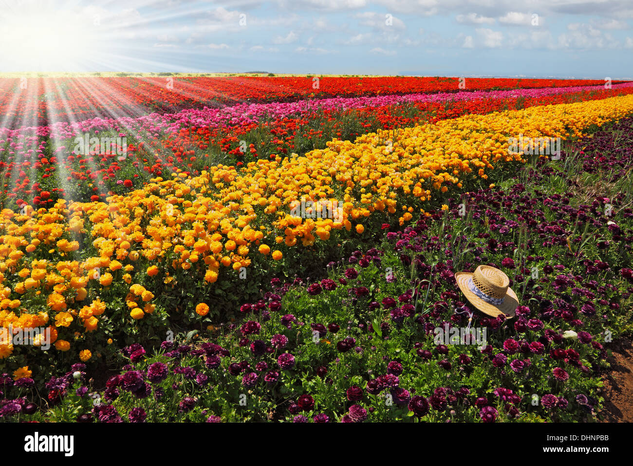 The multi-color flower field Stock Photo
