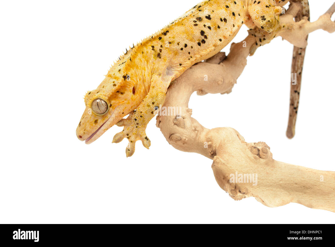 Crested gecko on white background. Stock Photo