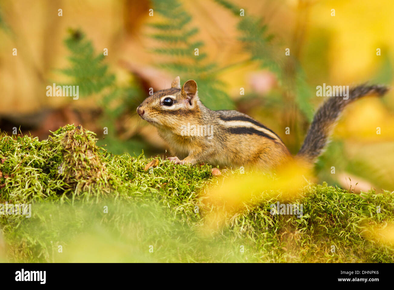Eastern Chipmunk (Tamias striatus) in golden light Stock Photo - Alamy