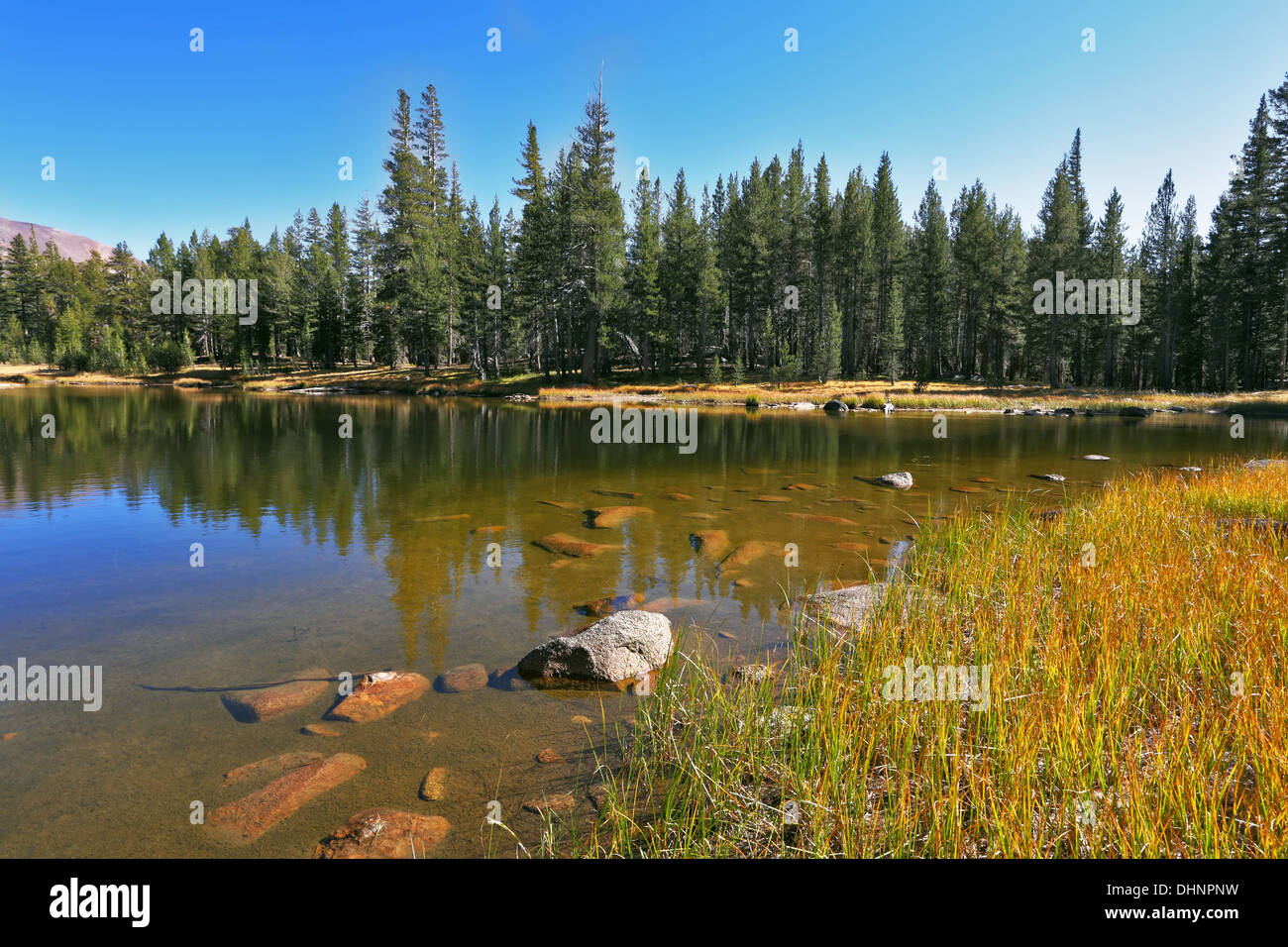 Beautiful lake and fur-tree Stock Photo