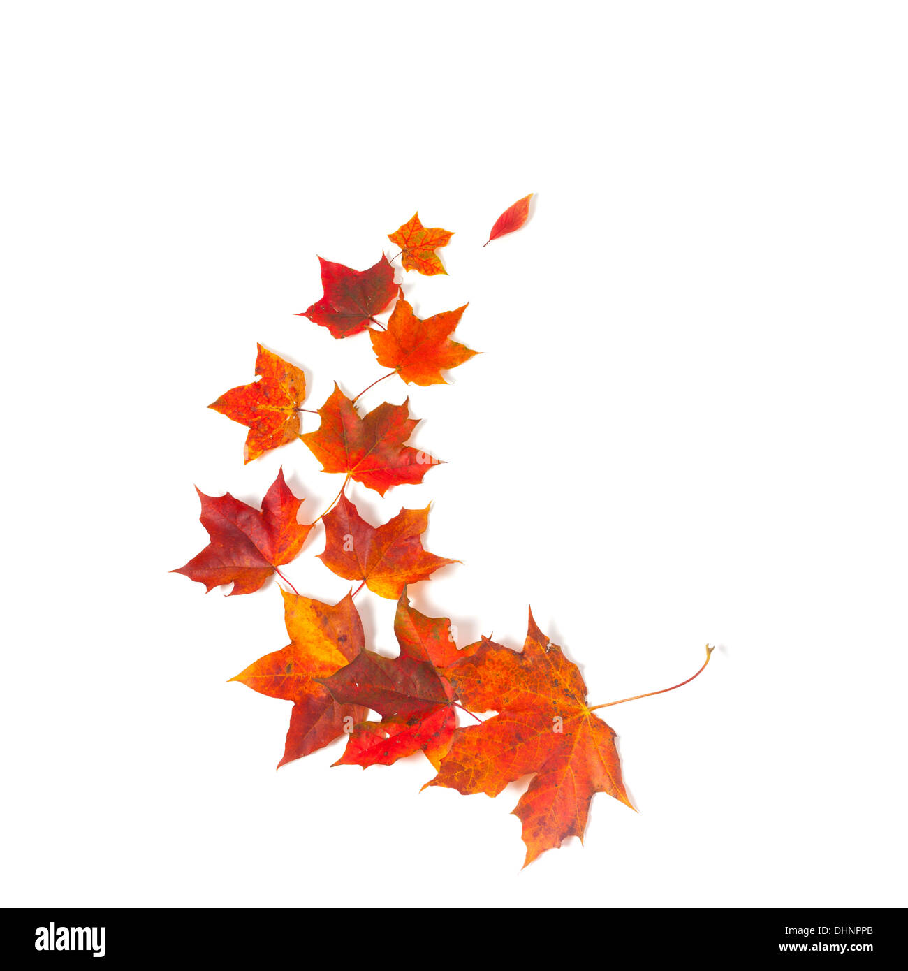 autumn maple leaves over white isolated background Stock Photo - Alamy