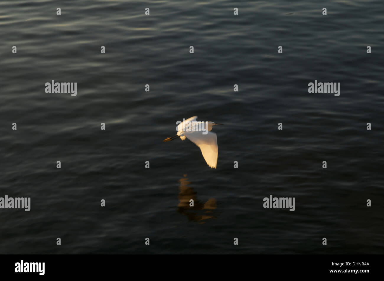 Snowy egret flying across the Nile at Aswan, Egypt one late afternoon. Stock Photo