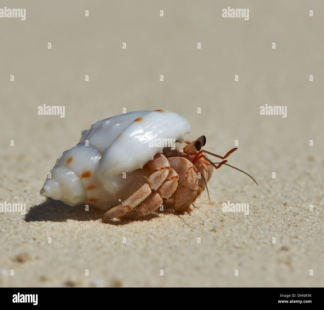 Hermit Crab on a beach Stock Photo - Alamy
