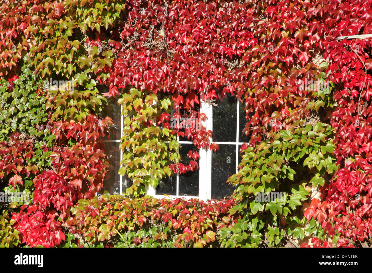 Virginia creeper autumn windows hires stock photography and images Alamy