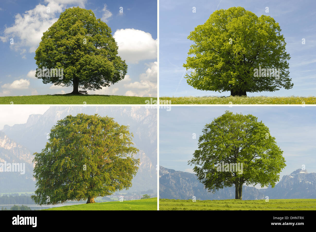 single big beech, oak, linden tree Stock Photo