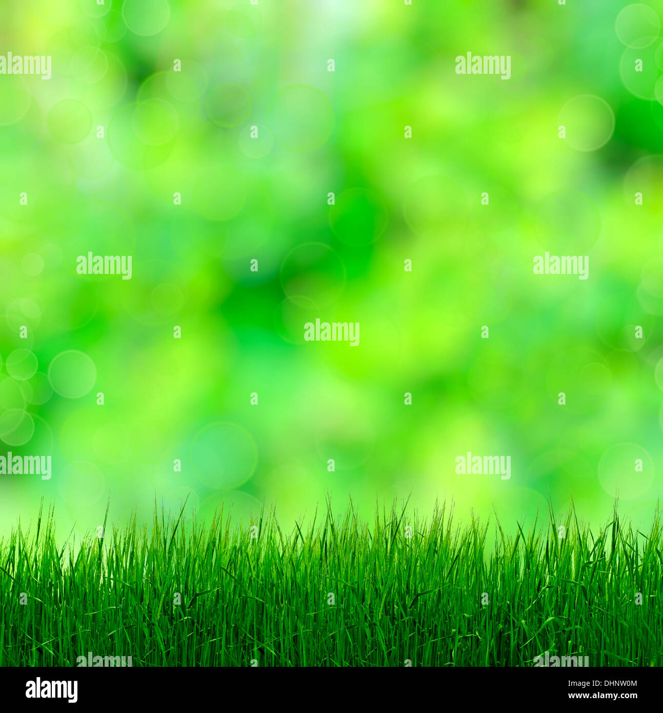 Grass On Blurred Background Stock Photo