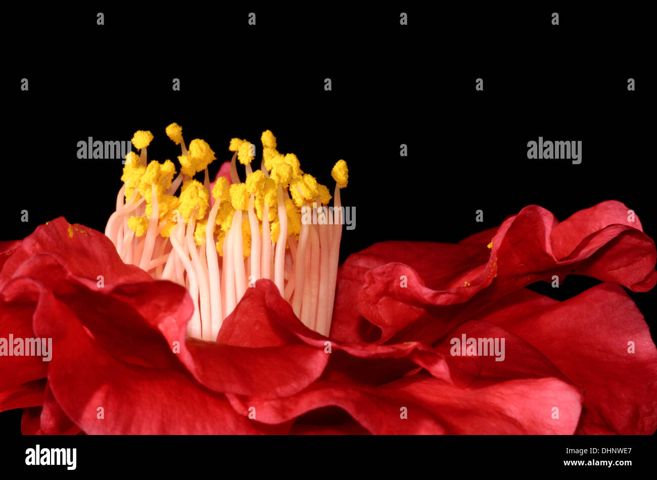 Camelia japonica red hi-res stock photography and images - Alamy