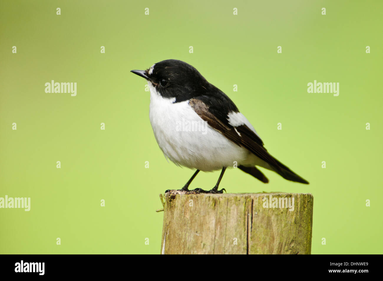 An adult male pied flycatcher (Ficedula hypoleuca) perched on a fence post at Gilfach Farm nature reserve Stock Photo