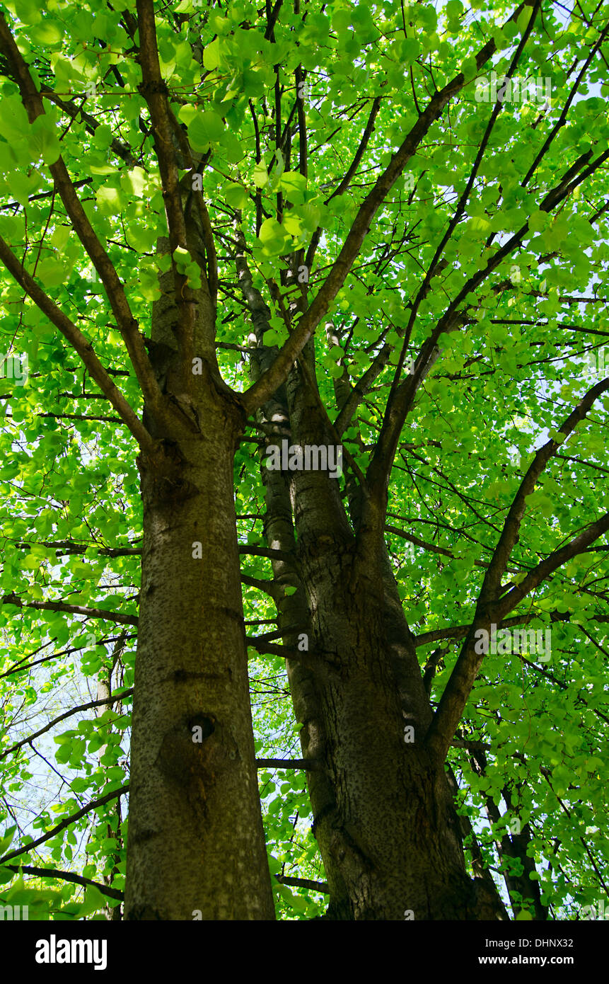 Sunlight in the green forest Stock Photo - Alamy