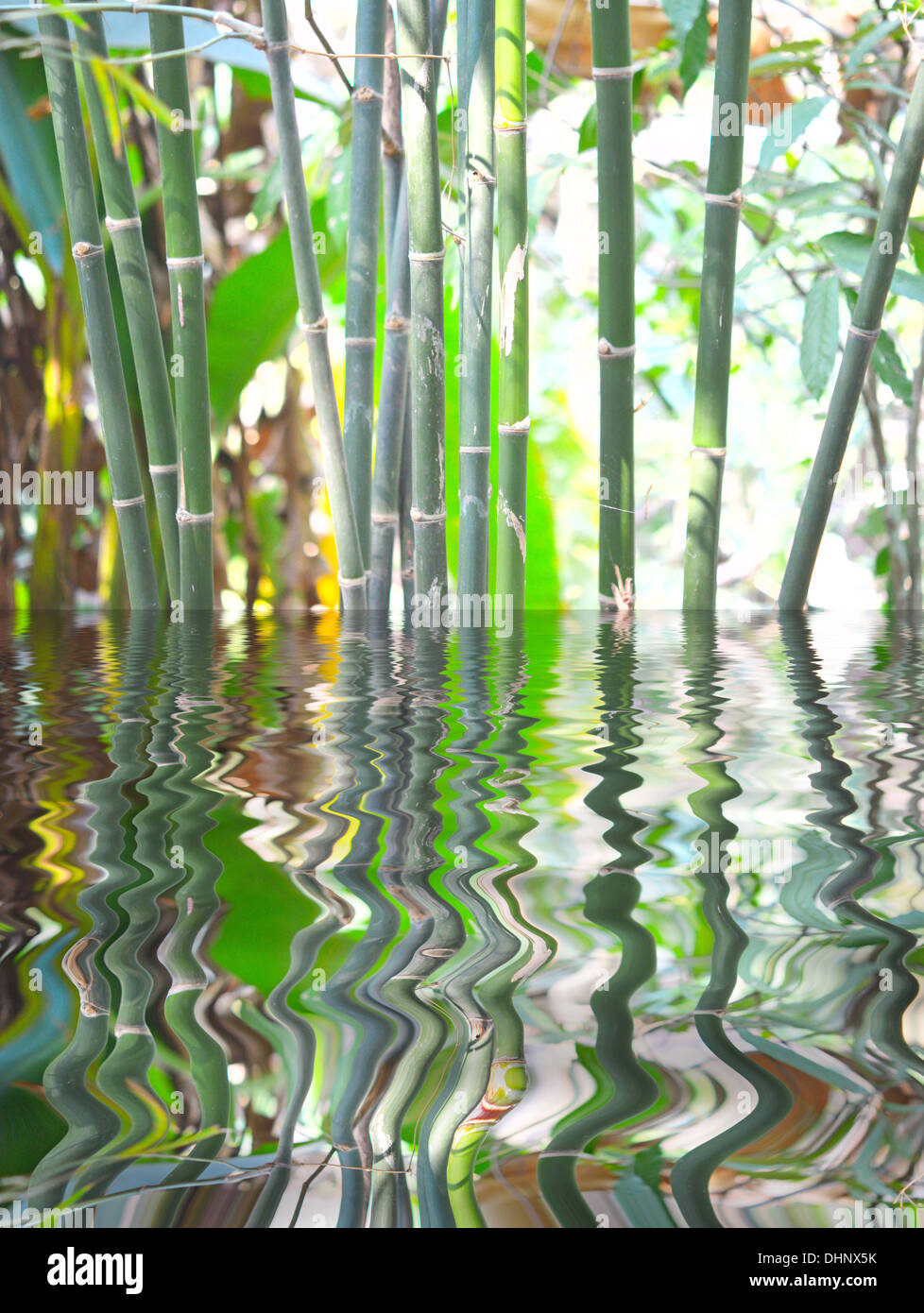 Water bamboo shoot hires stock photography and images Alamy