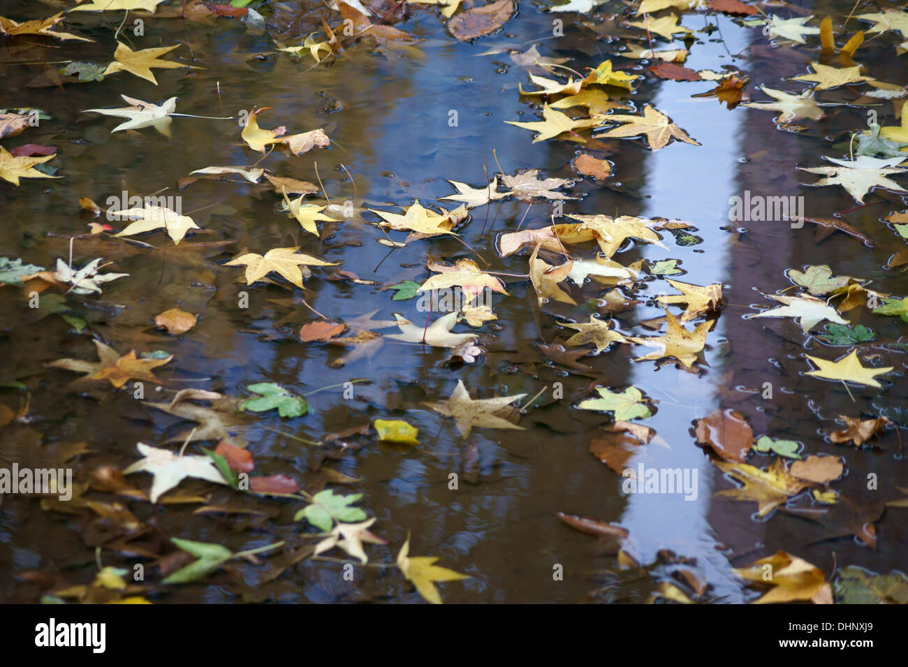 Autumn leaves in a puddle Stock Photo