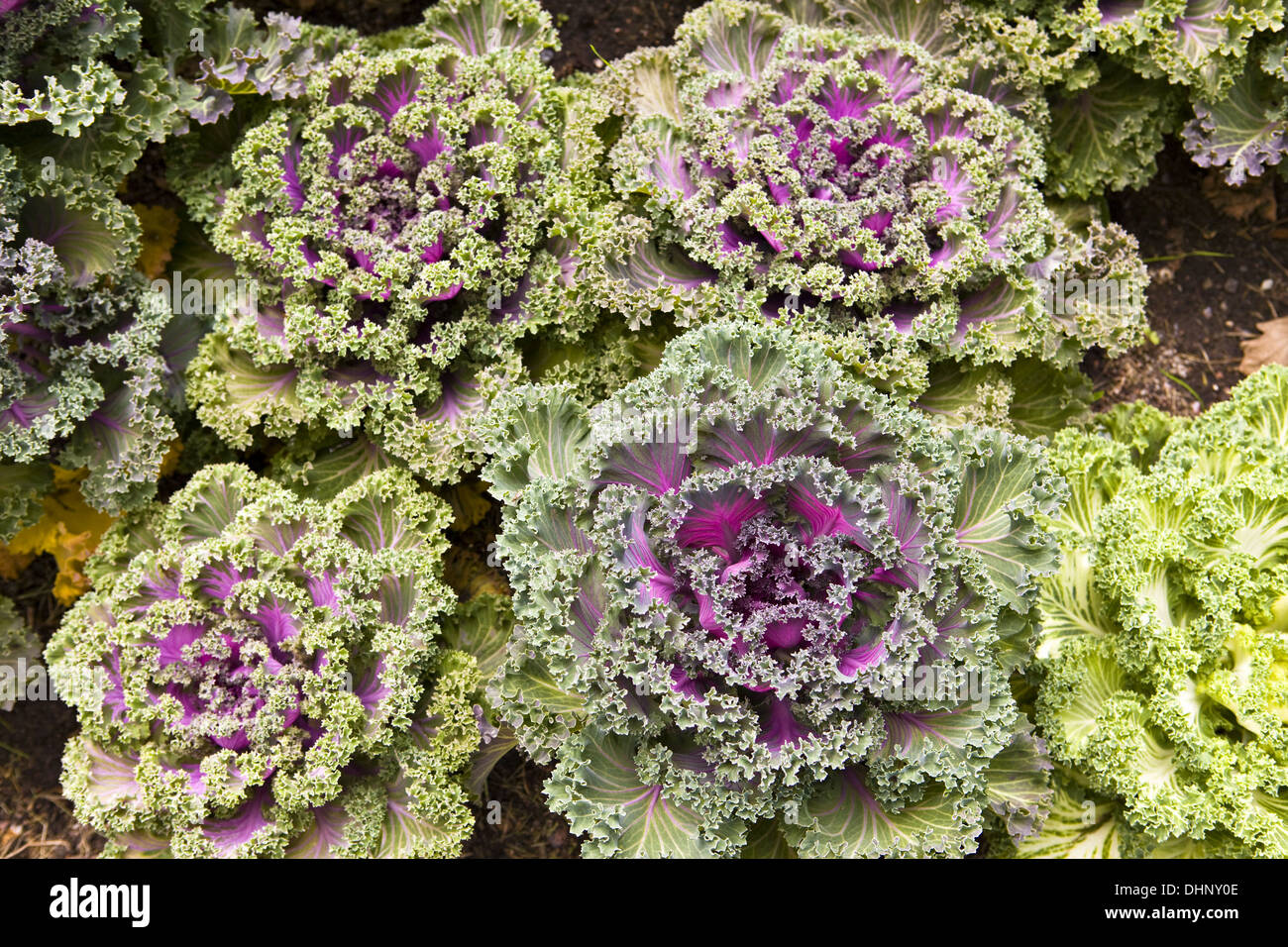 Decorative multi-coloured cabbage Stock Photo - Alamy