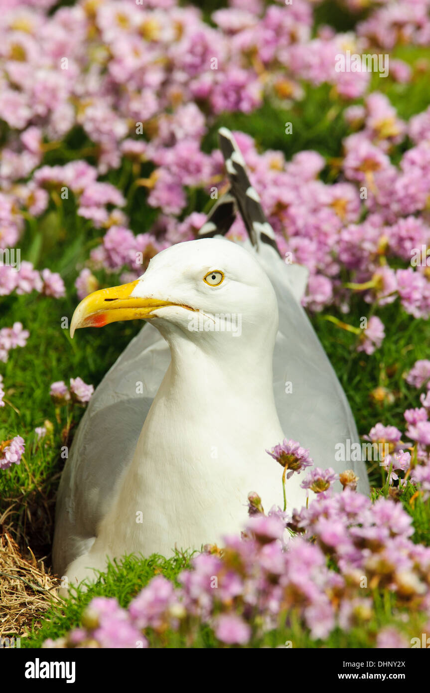 An adult herring gull (Larus argentatus) sitting on eggs amongst pink flowers of thrift (Armeria maritima) at South Stack Stock Photo