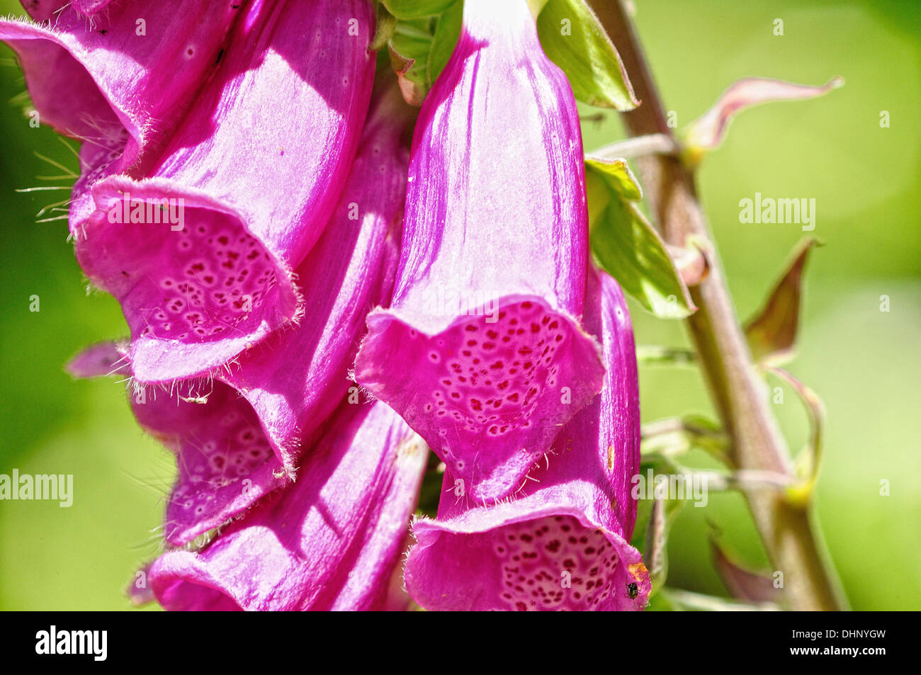 Foxglove blossoms on red Stock Photo